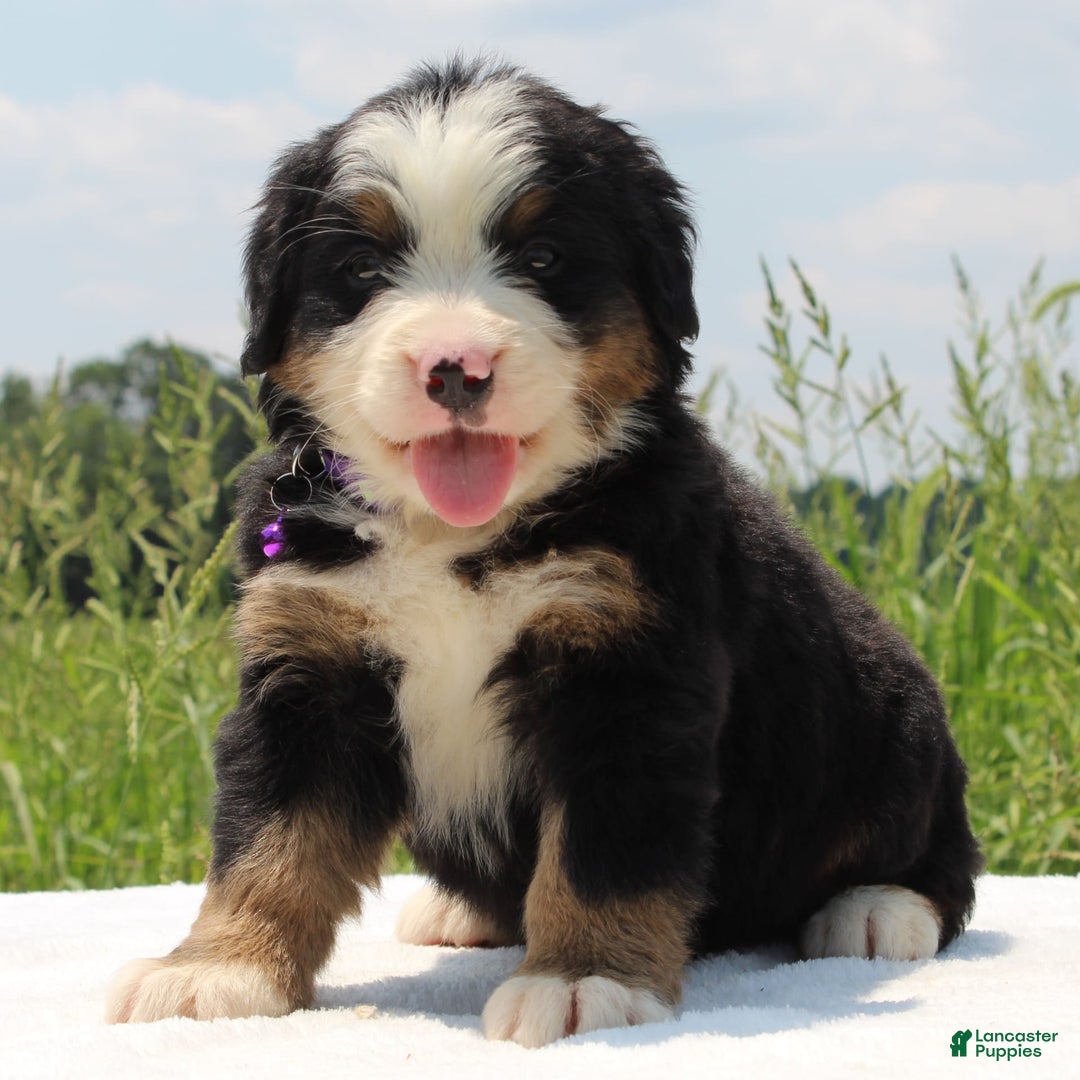 Bernese Mountain Dog dogs for sale: Wenka - Image 5