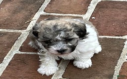 Maltipoo dogs for sale: Baxter - Image 2