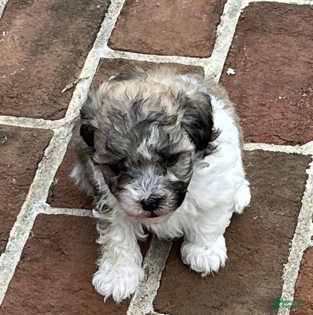 Maltipoo dogs for sale: Baxter - Image 2