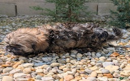 Lhasa Apso dogs for sale: Smokey - Image 2