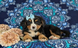 Bernese Mountain Dog dogs for sale: Gemini - Image 3