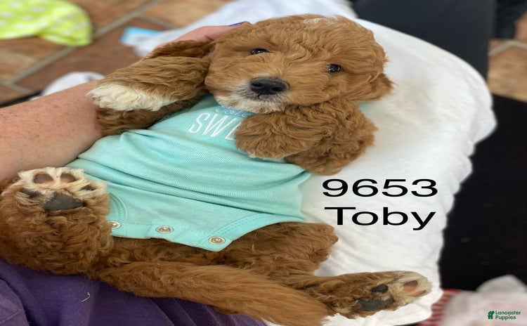 Mini Goldendoodle dogs for sale - Ad 4