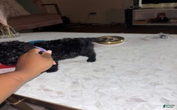 Toy Poodle dogs for sale: Kingston - Image 7