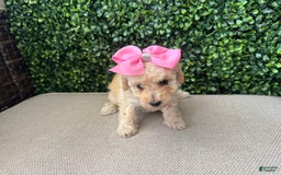 Toy Poodle dogs for sale: Vainilla - Image 3