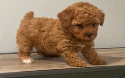 Toy Poodle dogs for sale: Summer - Image 2