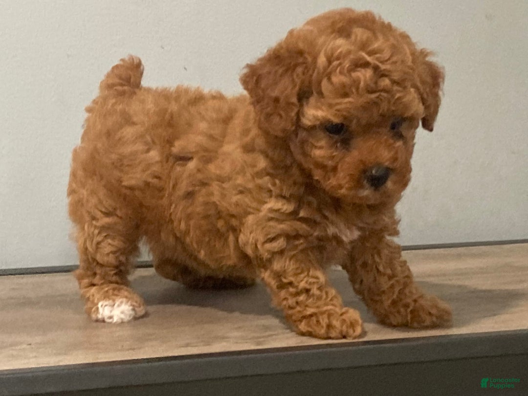 Toy Poodle dogs for sale: Summer - Image 2