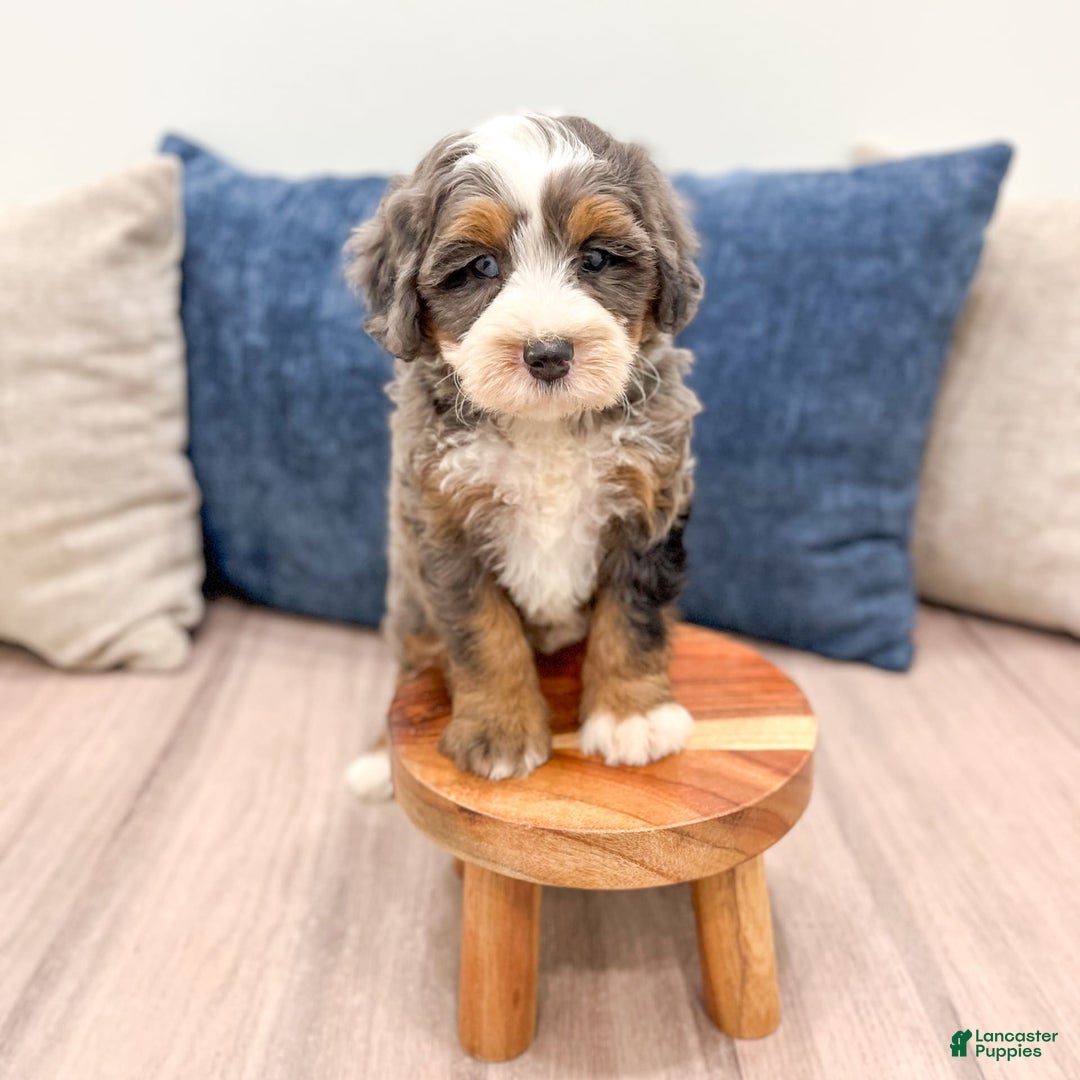 Mini Bernedoodle dogs for sale: Skye - Image 3