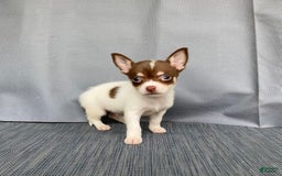 Chihuahua dogs for sale: Milo - Image 2