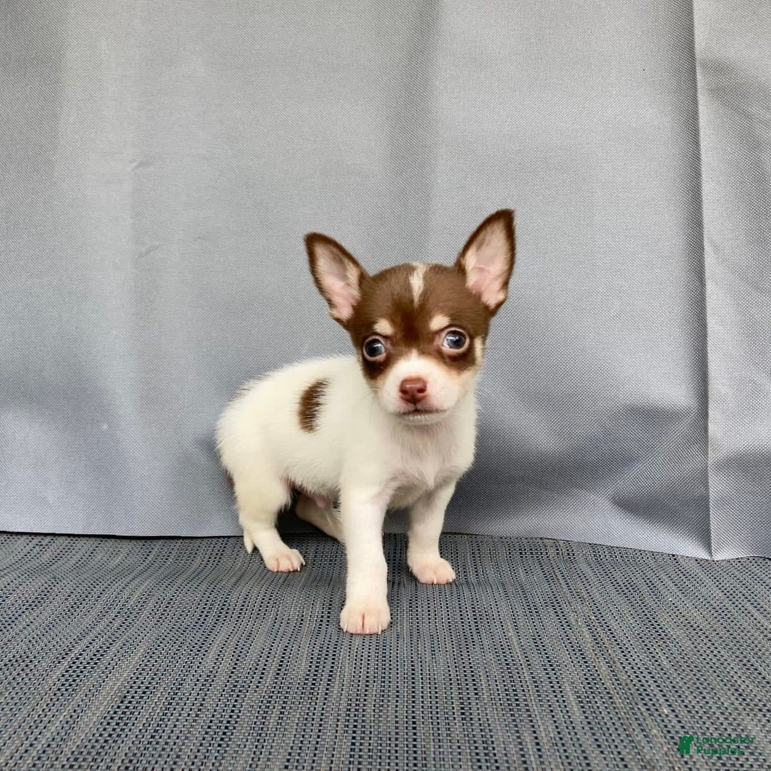 Chihuahua dogs for sale: Milo - Image 2
