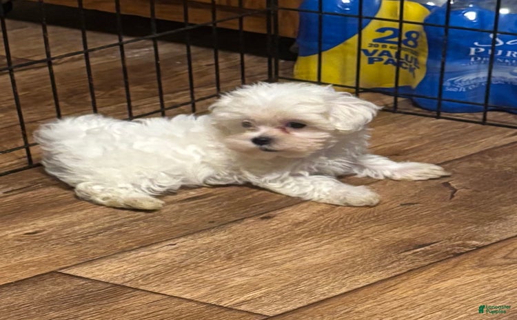 Maltipoo dogs for sale - Ad 1