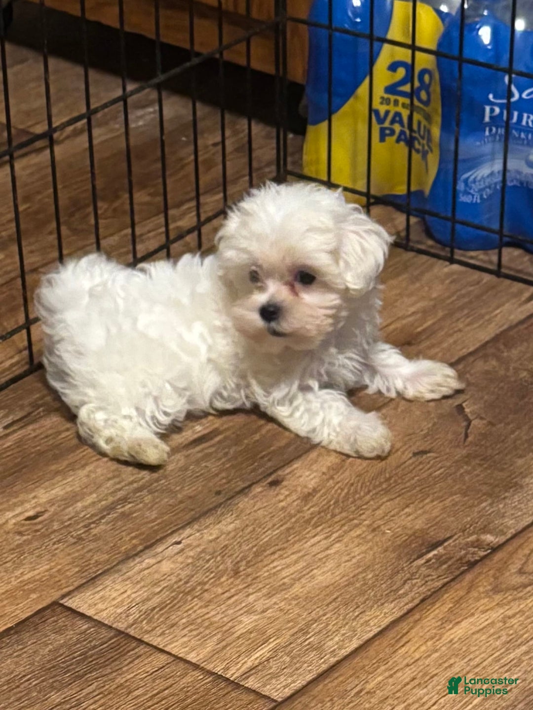 Maltipoo dogs for sale: Sofia - Image 1