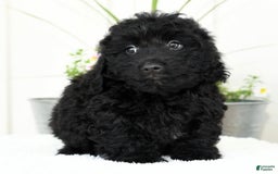 Mini Goldendoodle dogs for sale: Harry - Image 8