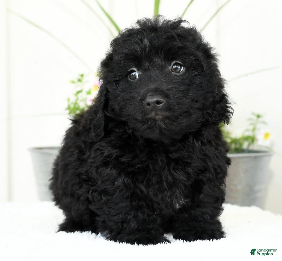 Mini Goldendoodle dogs for sale: Harry - Image 8