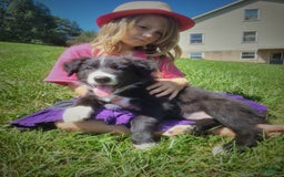 Border Collie dogs for sale: Bonnie - Image 1
