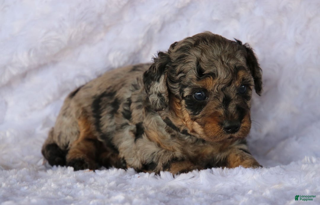 Miniature Poodle dogs for sale: Little Danny - Image 1