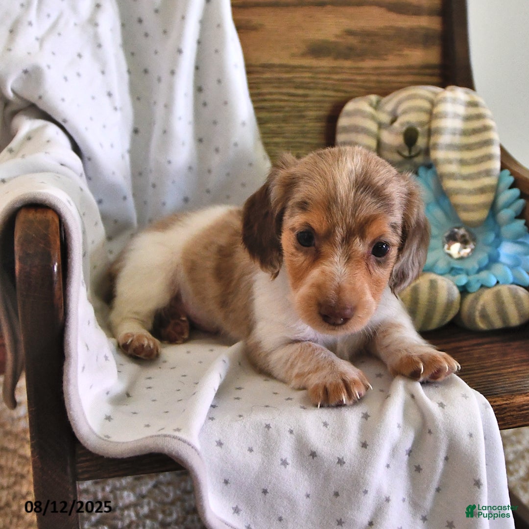 Miniature Dachshund dogs for sale: Tucker - Image 2
