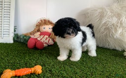 Toy Poodle dogs for sale: Jaydon - Image 4