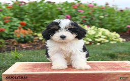 Miniature Poodle dogs for sale: Nina - Image 4