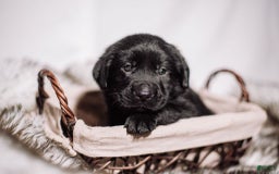 Goldador dogs for sale: Pink - Image 10