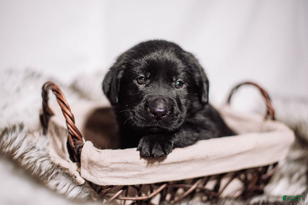 Goldador dogs for sale: Pink - Image 10