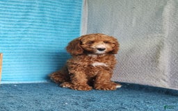 Miniature Poodle dogs for sale: Dakato - Image 8