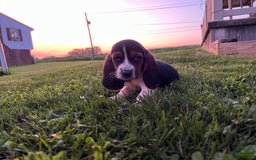 Basset Hound dogs for sale: Star - Image 3