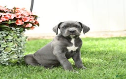 Cane Corso dogs for sale: Brynn - Image 3