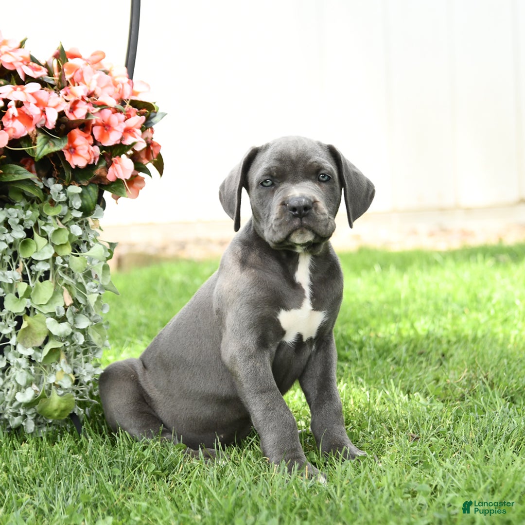 Cane Corso dogs for sale: Brynn - Image 3