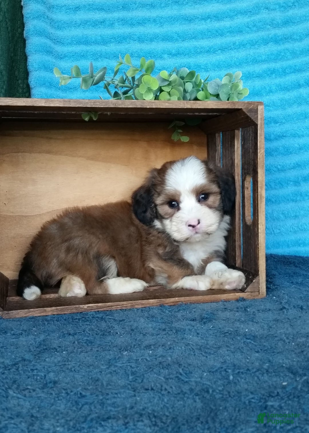 Havanese dogs for sale: Dallas - Image 4