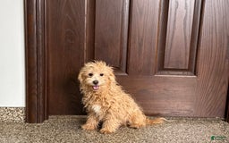 Coton De Tulear dogs for sale: Corrie - Image 3