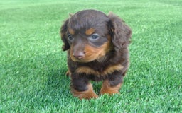 Miniature Dachshund dogs for sale: Coco - Image 2