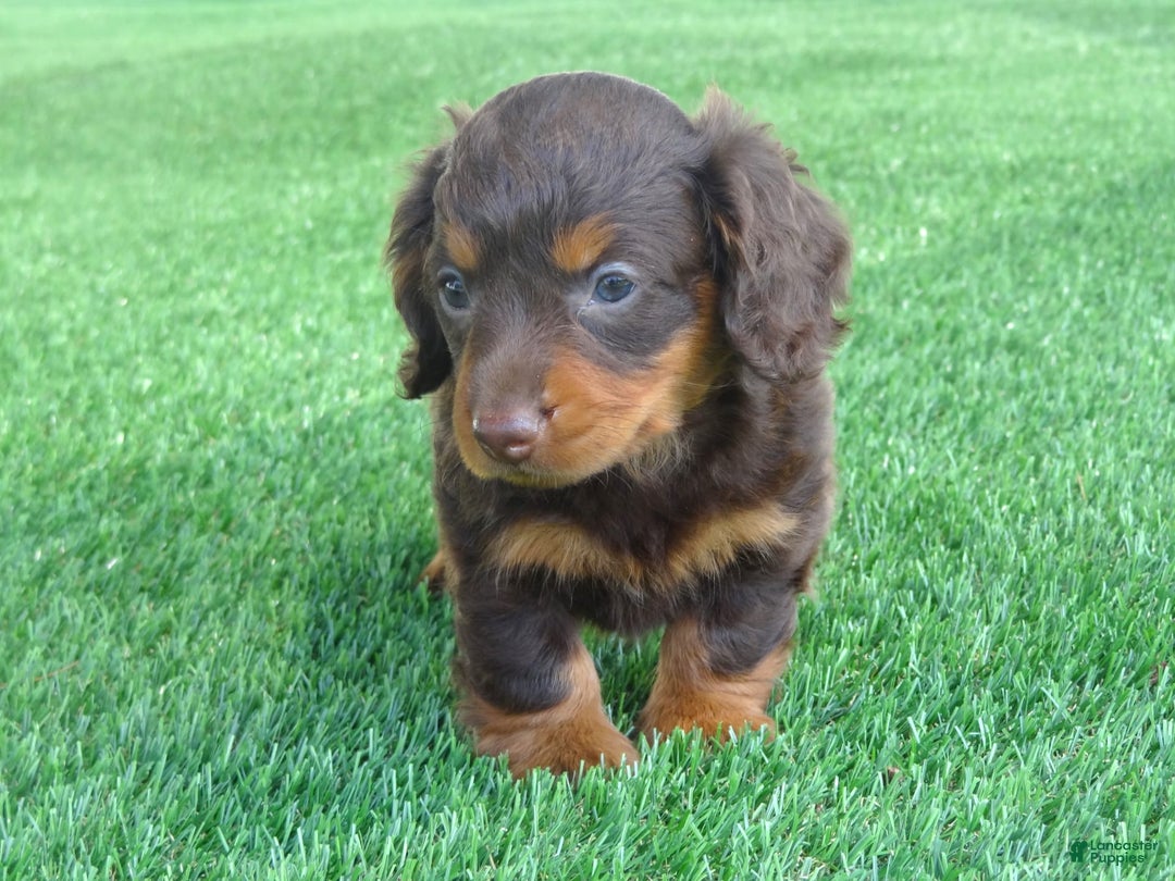 Miniature Dachshund dogs for sale: Coco - Image 2