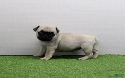 Pug dogs for sale: Marley - Image 3