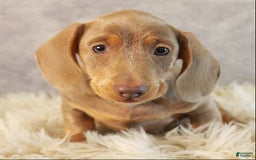 Miniature Dachshund dogs for sale: Dolce - Image 4