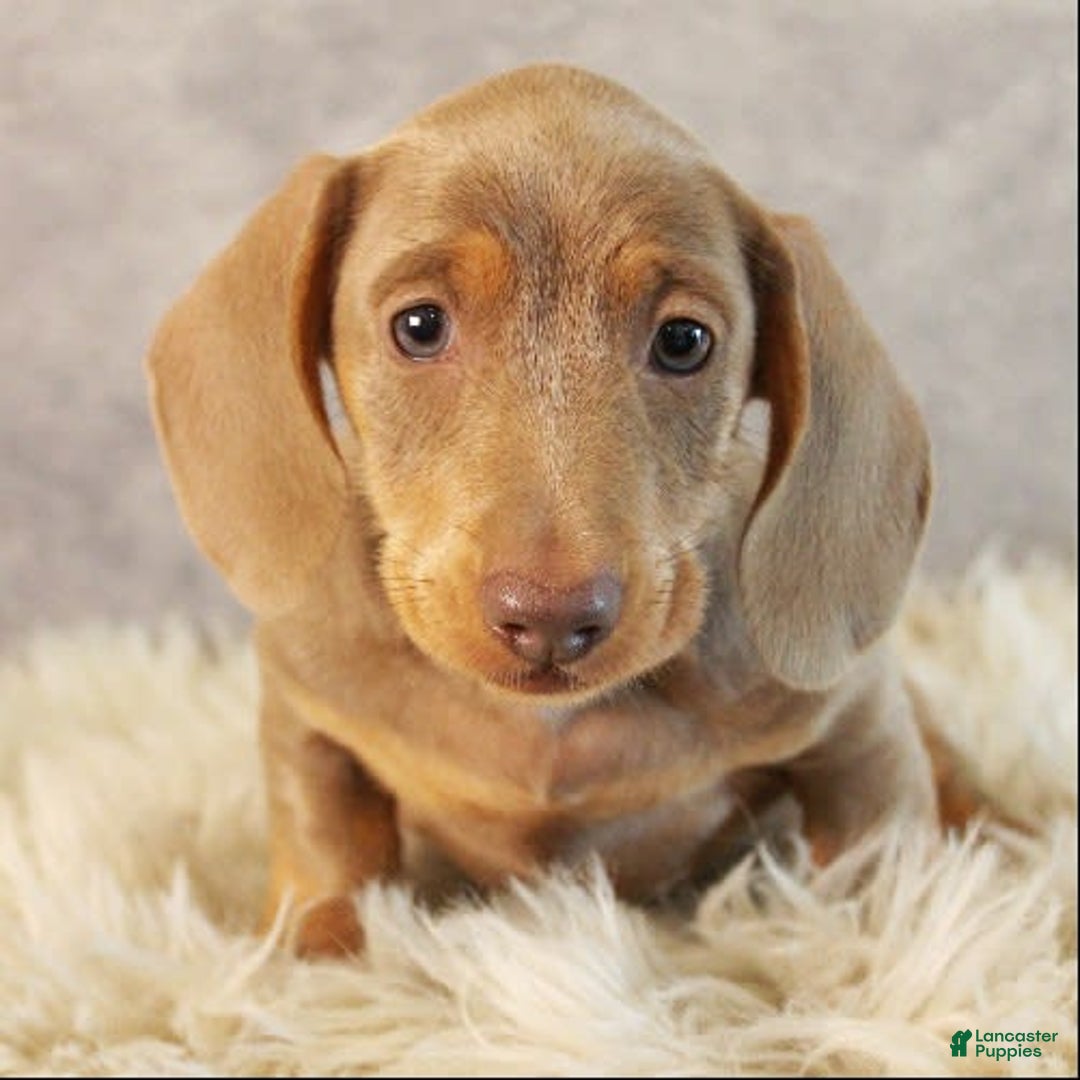 Miniature Dachshund dogs for sale: Dolce - Image 4