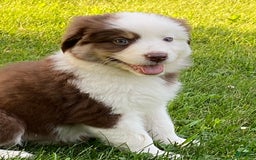 Australian Shepherd dogs for sale: Sami H2 - Image 10