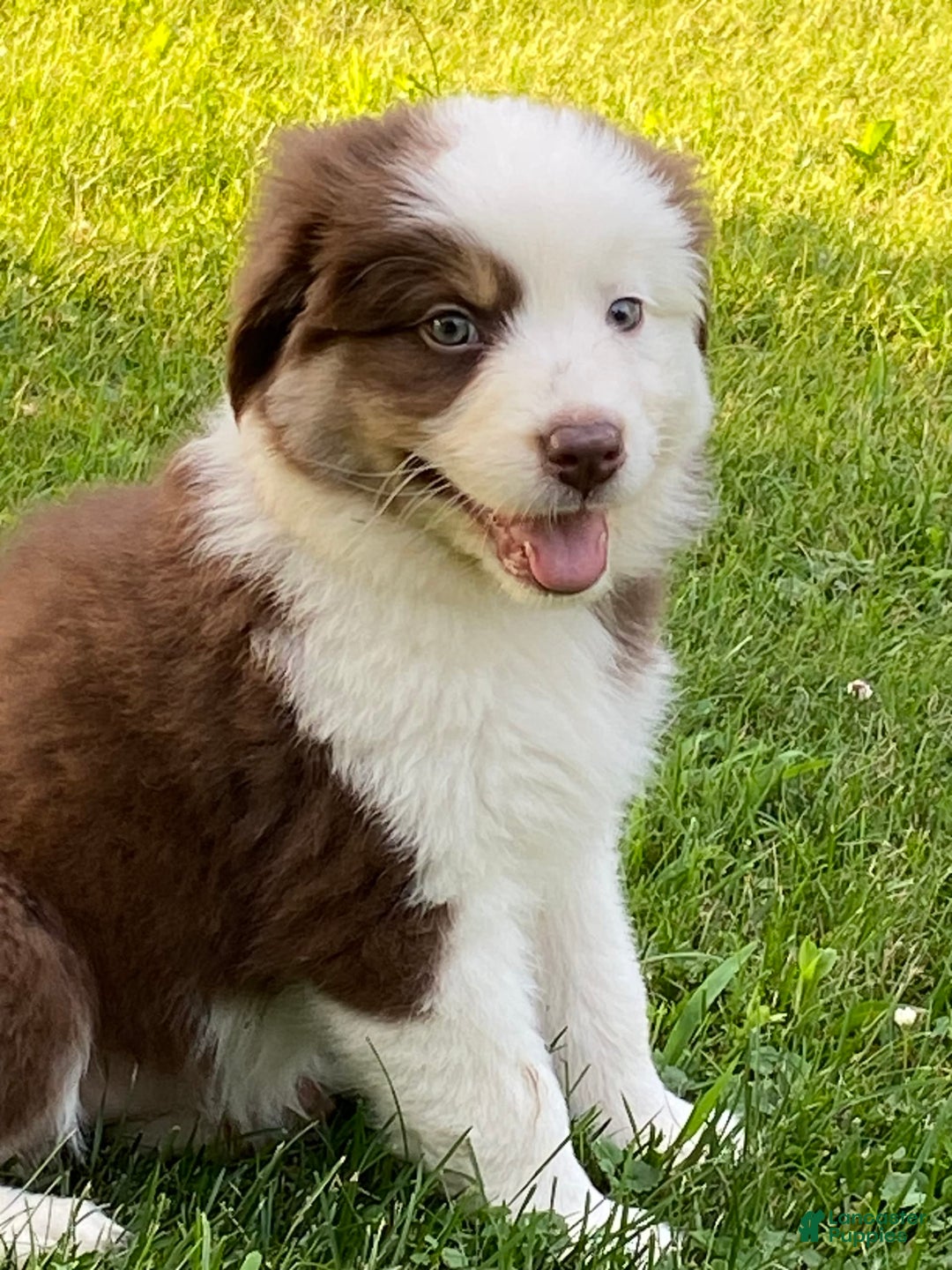 Australian Shepherd dogs for sale: Sami H2 - Image 10