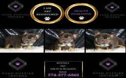French Bulldog dogs for sale: Bentley - Image 2