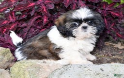 Shih Tzu dogs for sale: Debbie - Image 9