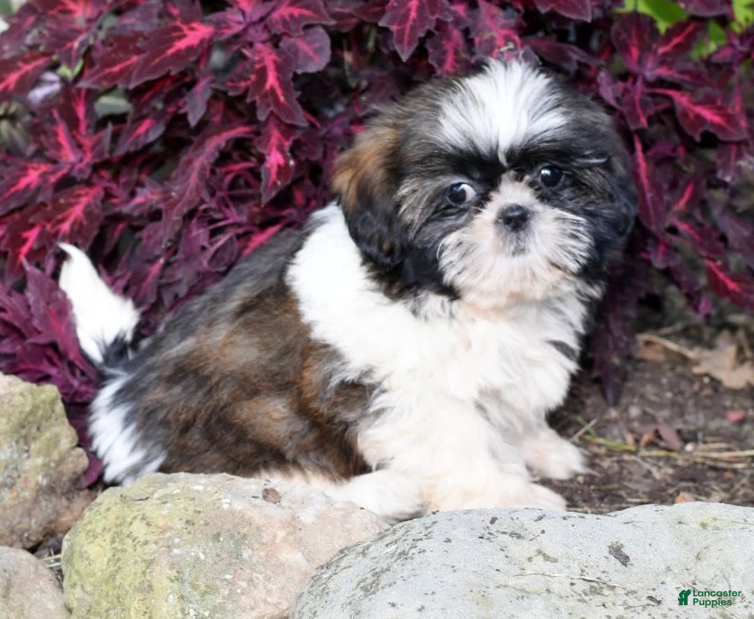 Shih Tzu dogs for sale: Debbie - Image 9