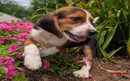 Beagle dogs for sale: Caramel - Image 10