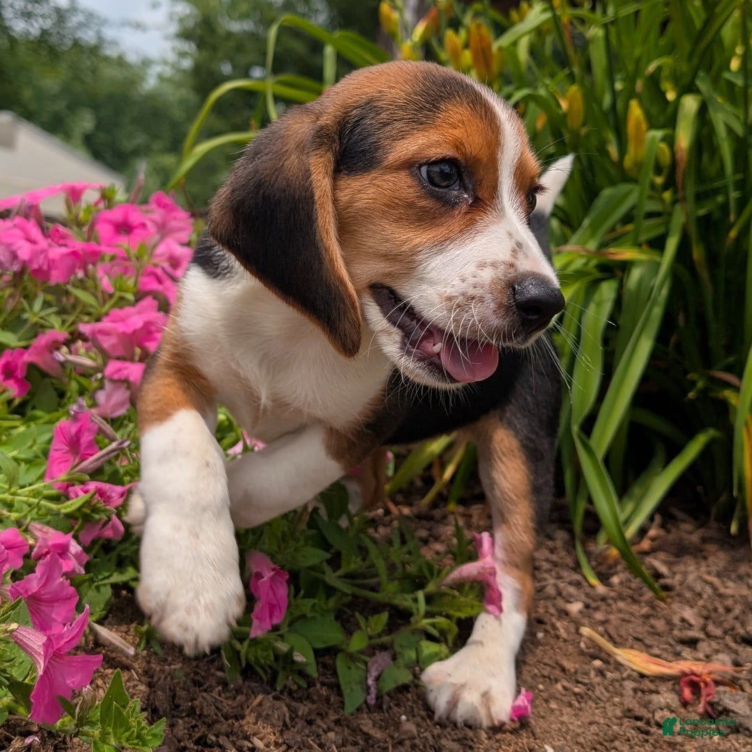 Beagle dogs for sale: Caramel - Image 10