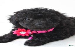 Miniature Poodle dogs for sale: Maggie - Image 5