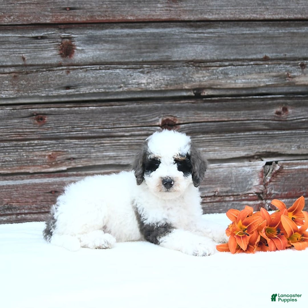 Miniature Poodle dogs for sale: Moe - Image 5