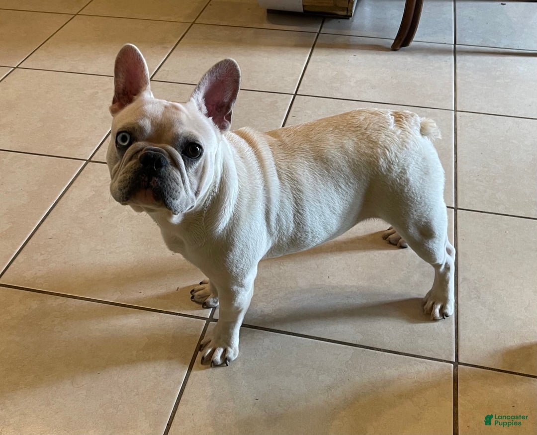 Frenchton dogs for sale: Colby Dna Clear - Image 8