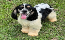 Cocker Spaniel dogs for sale: Curtis - Image 3