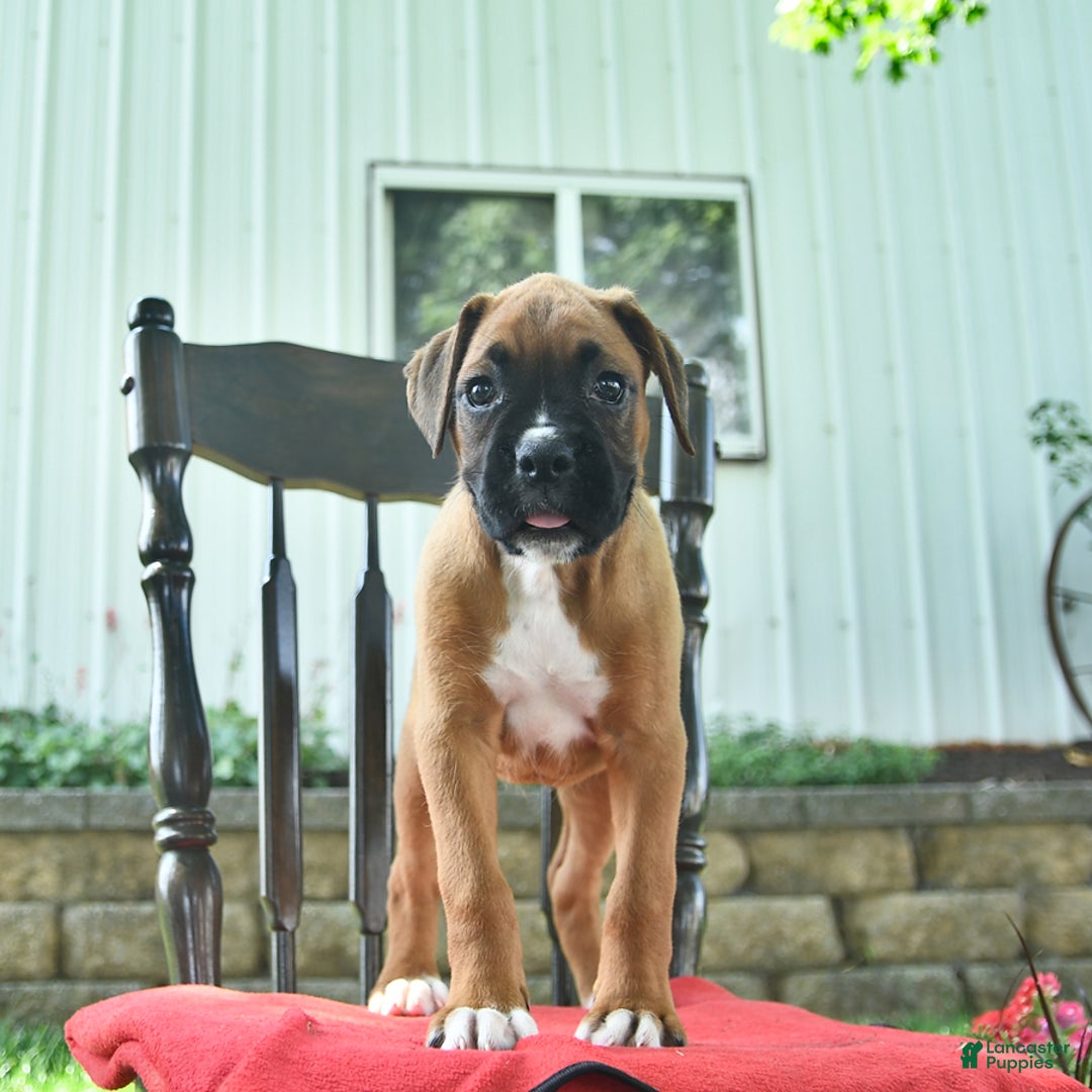 Boxer dogs for sale: Felicity - Image 1
