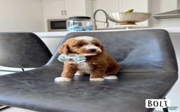 Mini Goldendoodle dogs for sale: Petite Bolt - Image 2