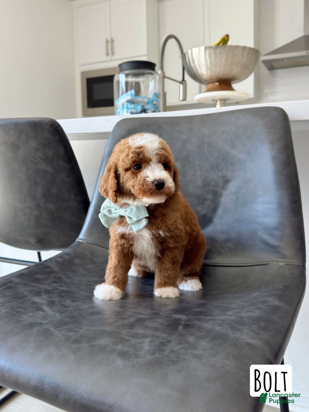 Mini Goldendoodle dogs for sale: Petite Bolt - Image 2