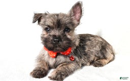 Cairn Terrier dogs for sale: Eclare - Image 1